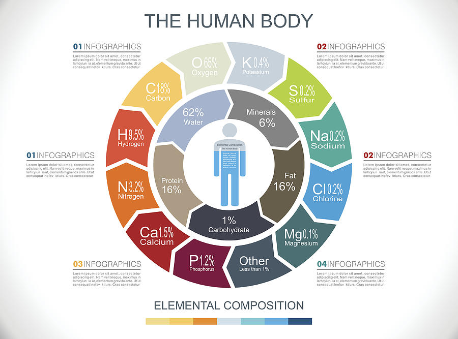 Human Body Infographics #1 Drawing by Youst