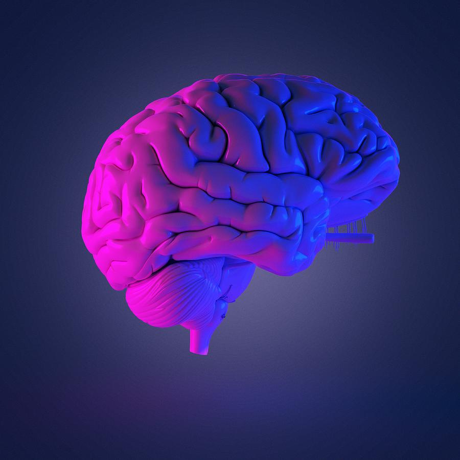Human brain, illustration Photograph by Sebastian Kaulitzki/science Photo Library