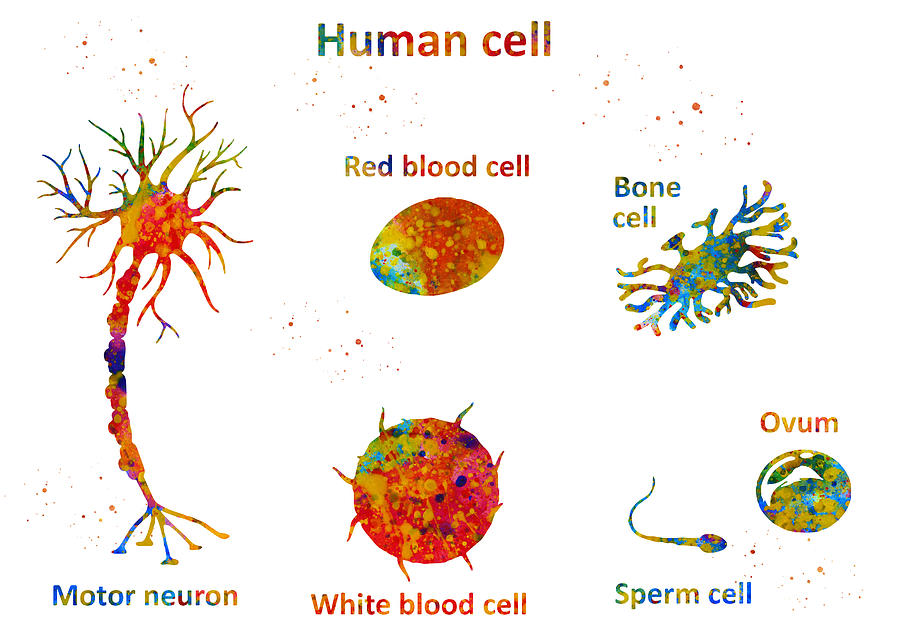 Human cell Digital Art by Erzebet S - Pixels