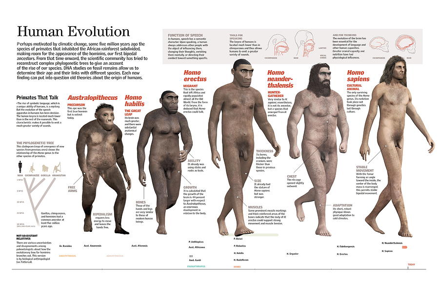 Human Evolution #1 Digital Art by Album