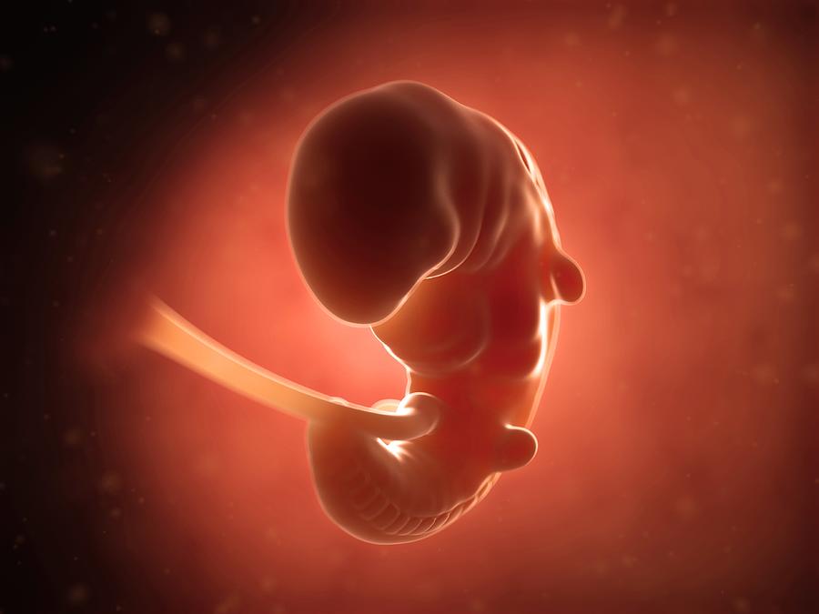 Human fetus at 1 month, illustration #1 Drawing by Sebastian Kaulitzki