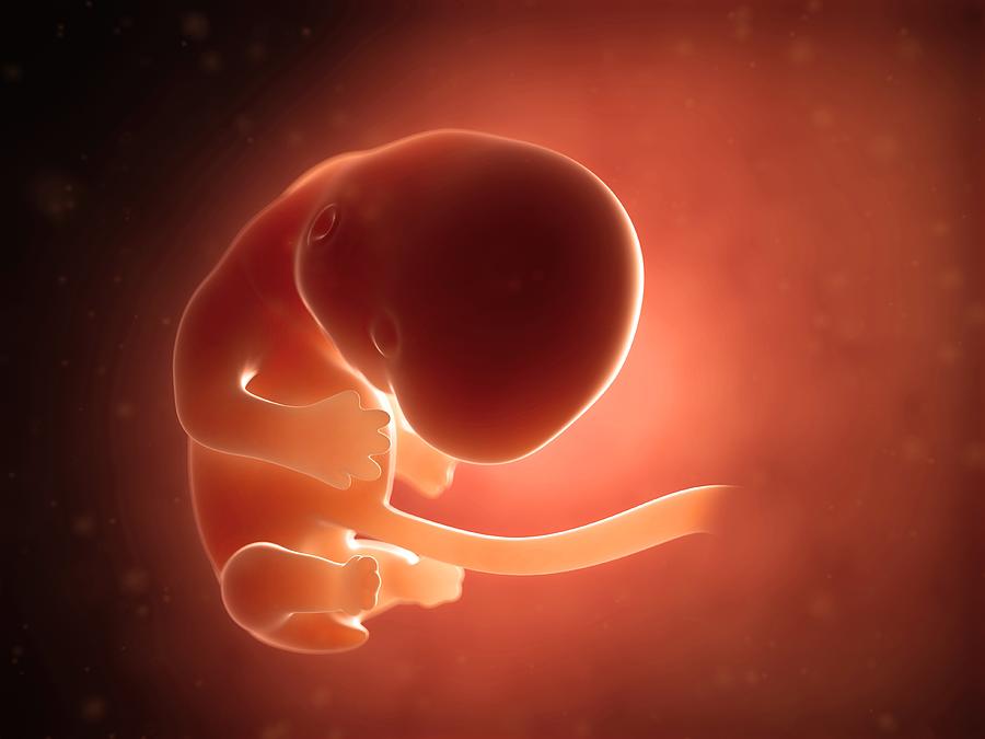 Human fetus at 2 months, illustration #1 Drawing by Sebastian Kaulitzki