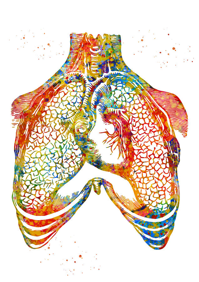 Human heart and lungs Digital Art by Erzebet S - Pixels