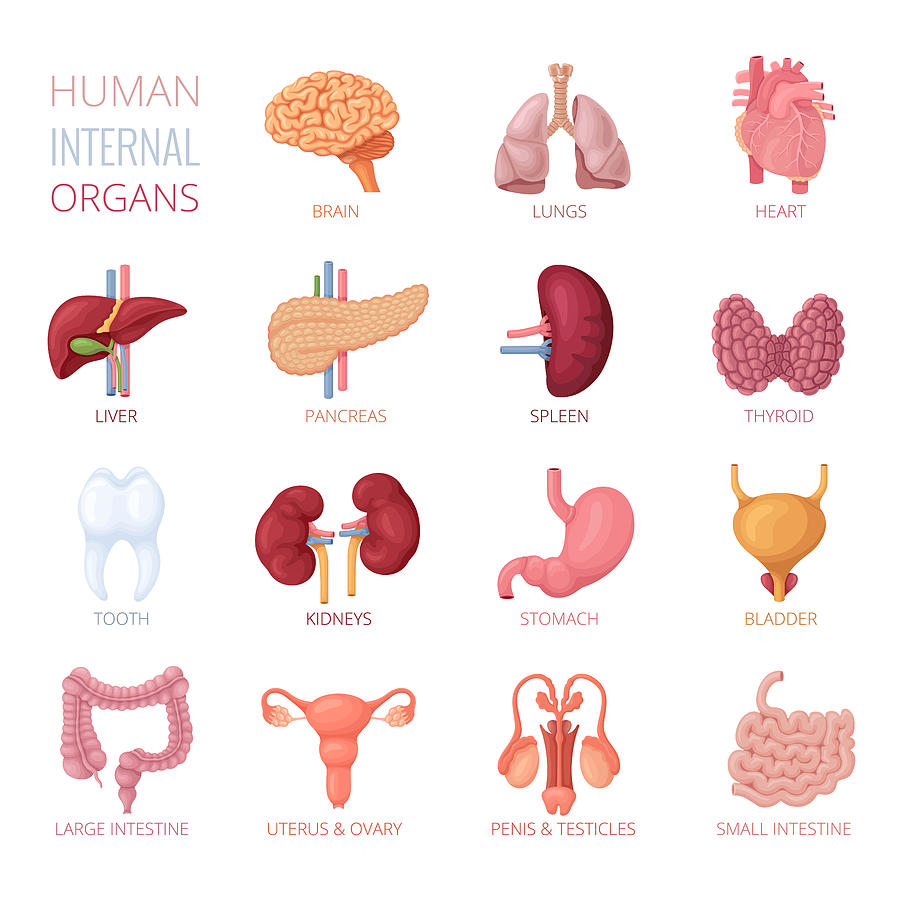 Human Internal Organs #1 Drawing by AlonzoDesign