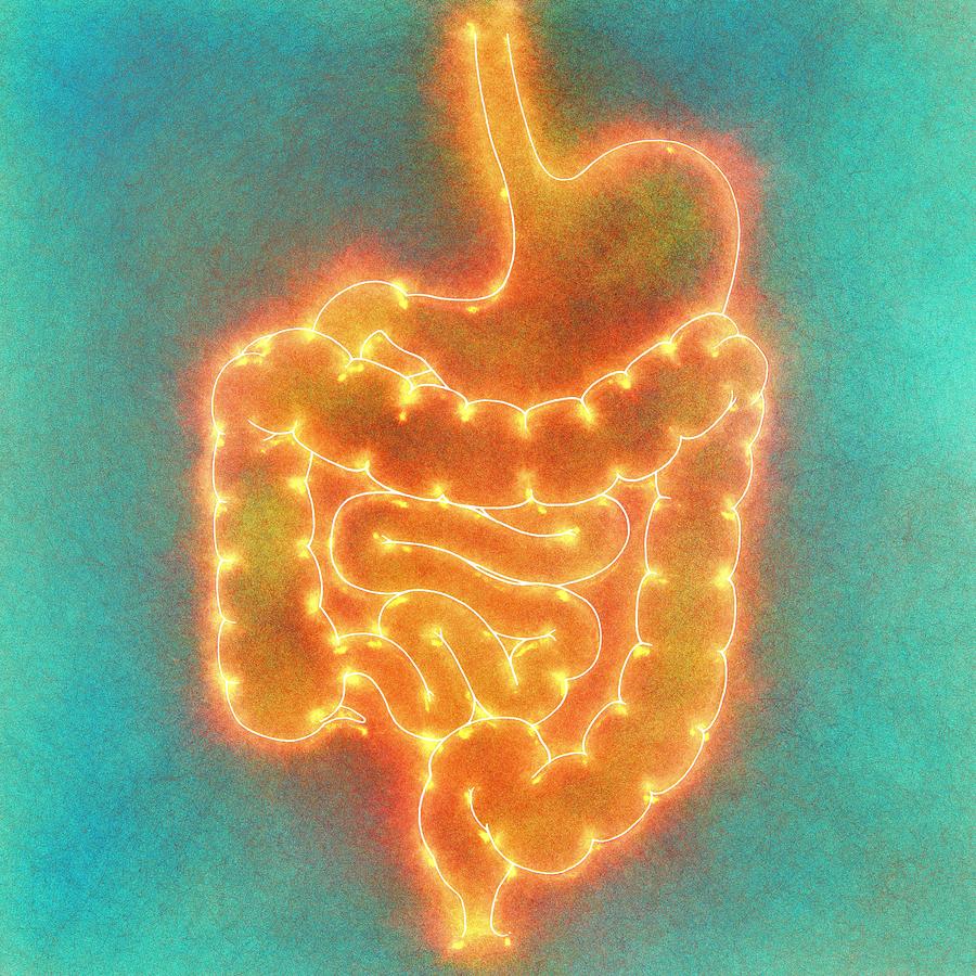 Human intestine, illustration #1 Drawing by Mehau Kulyk/science Photo Library