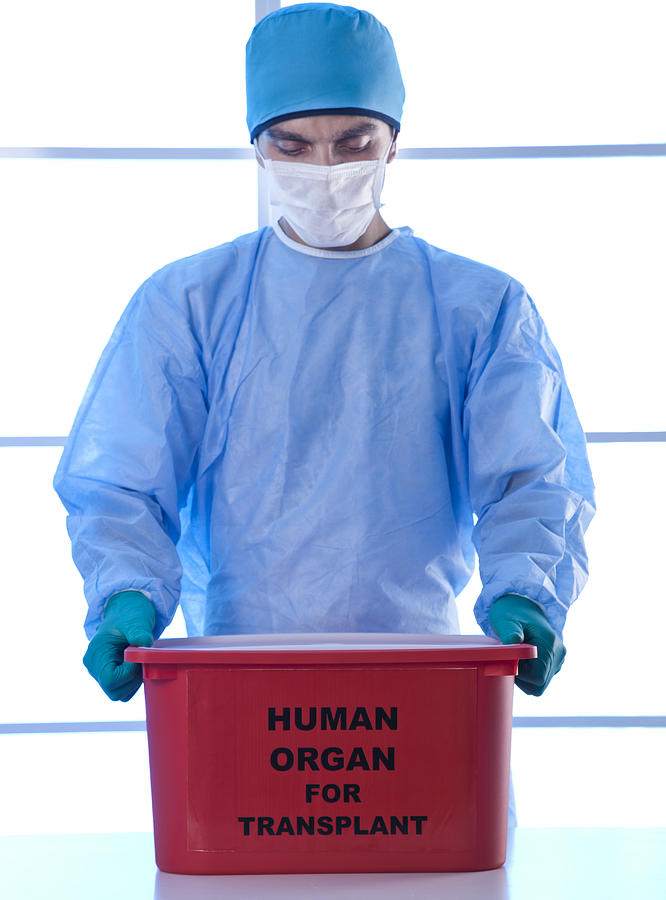 Human Organ For Transplant #1 Photograph by Uchar