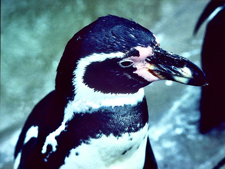 Humboldt Penguin #1 Photograph by Gordon James