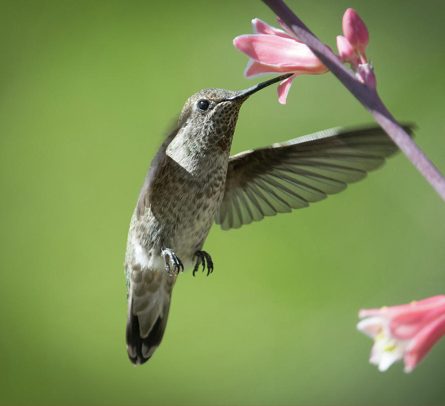Humingbird Photograph
