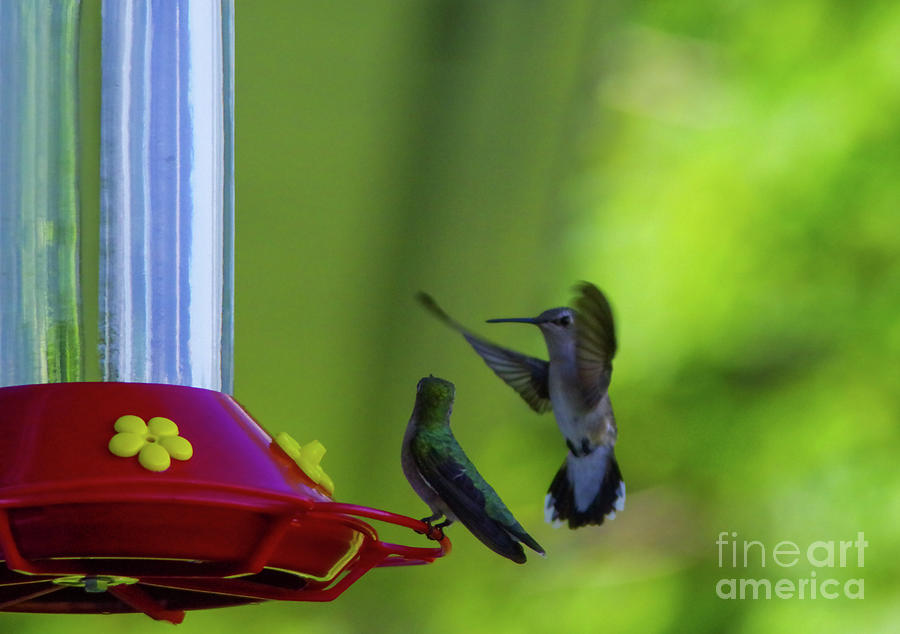 Hummers At The Feeder Photograph