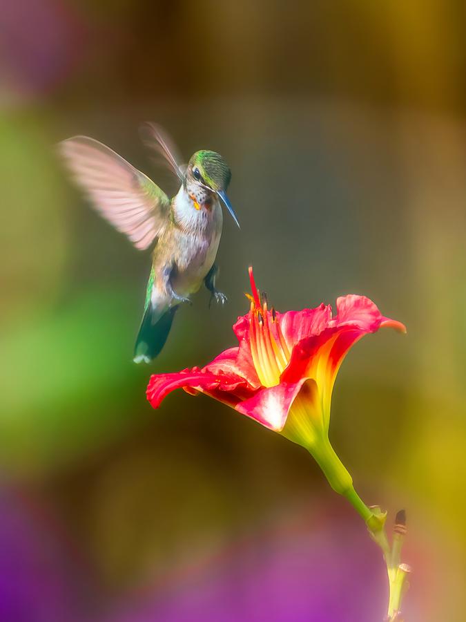 Hummingbird and Flower #1 Photograph by Allin Sorenson