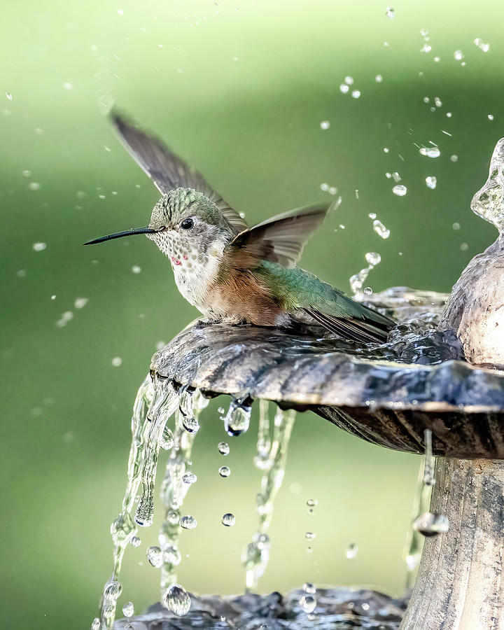 Hummingbird Bathing #1 Photograph by Dawn Key