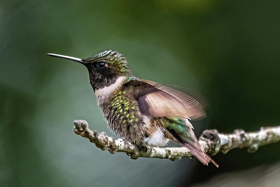 Hummingbird #1 Photograph by Bob Bell