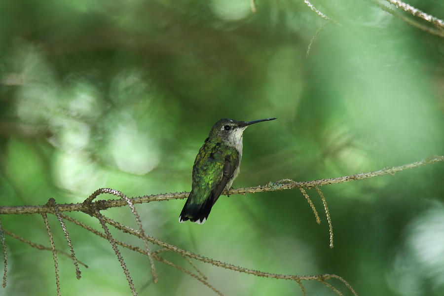 Hummingbird #1 Photograph by Brook Burling