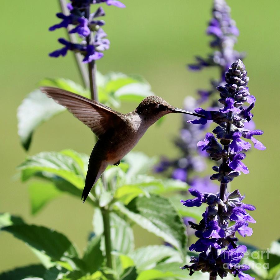 Hummingbird Capture #1 Photograph by Carol Groenen