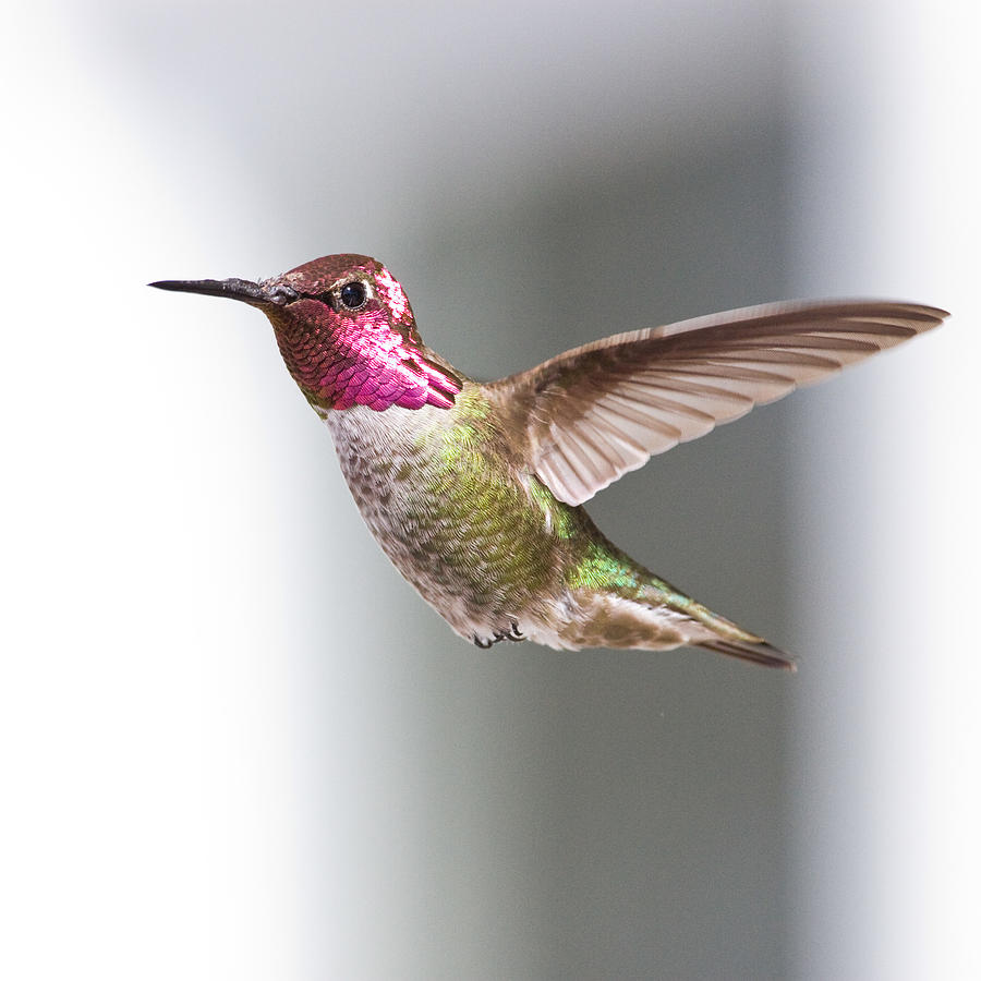 Hummingbird #1 Photograph by Carlos Luis Camacho Photographs