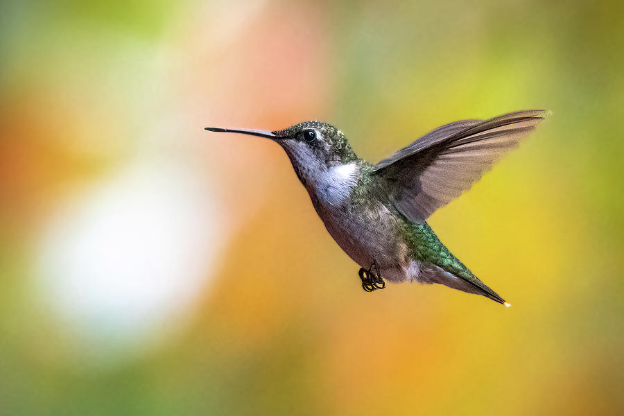 Hummingbird #1 Photograph by David Hart