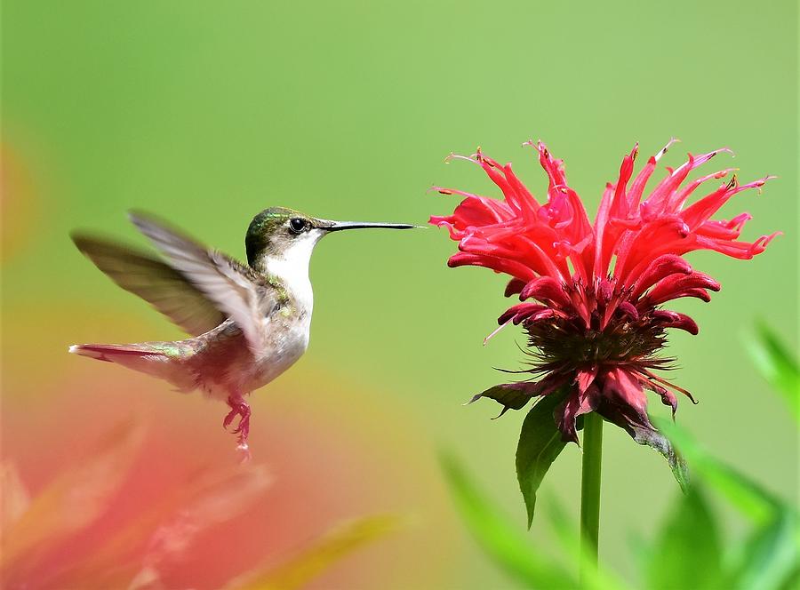 Hummingbird eating bee balm Photograph by Jo-Ann Matthews - Pixels