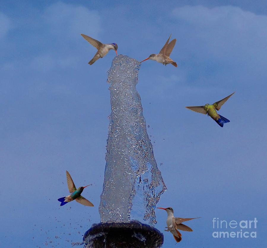 Hummingbird Fountain #2 Photograph by John Kolenberg