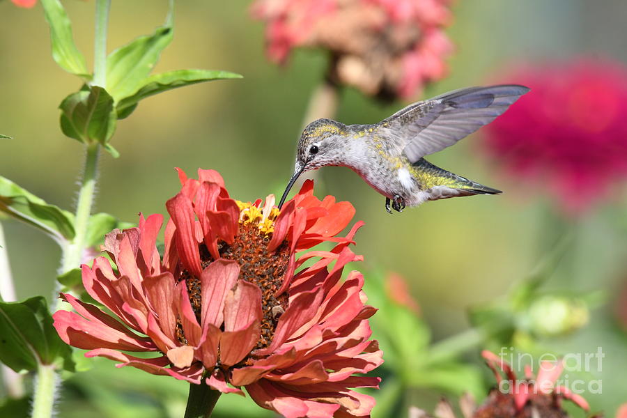 Hummingbird Garden #2 Photograph by Kristine Anderson