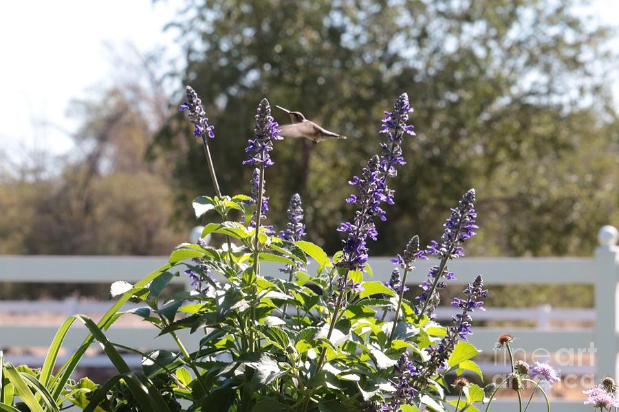 Hummingbird Hangout #1 Photograph by Carol Groenen