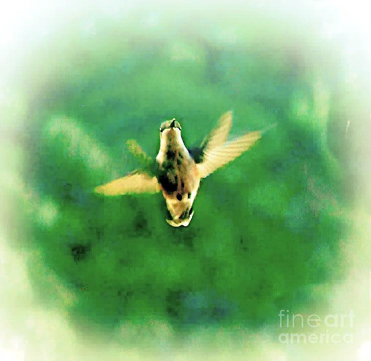Hummingbird in Flight #1 Photograph by Charlene Adler