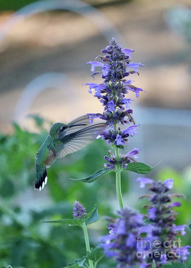 Hummingbird in the Agastache #1 Photograph by Carol Groenen
