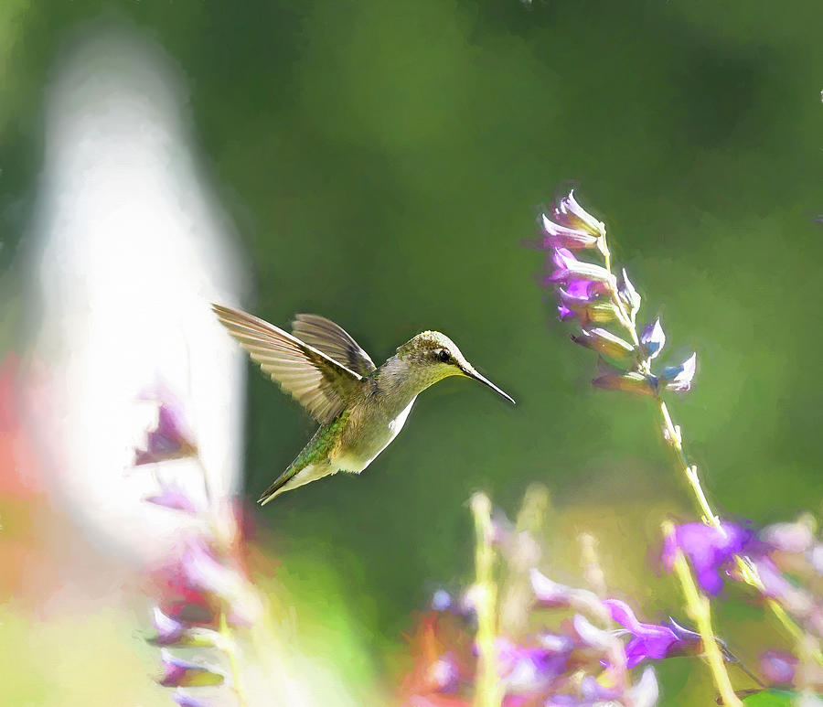 Hummingbird in the Salvia Garden  #1 Photograph by Mary Lynn Giacomini