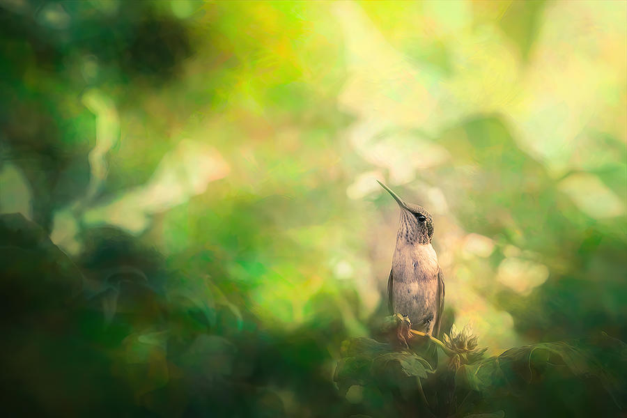 Hummingbird in Tree #1 Photograph by Allin Sorenson