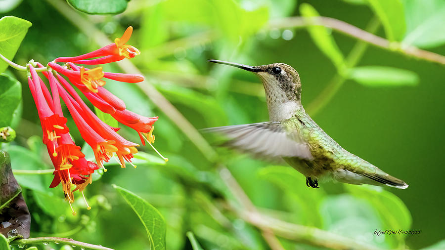 Hummingbird #1 Photograph by Jeffrey PERKINS