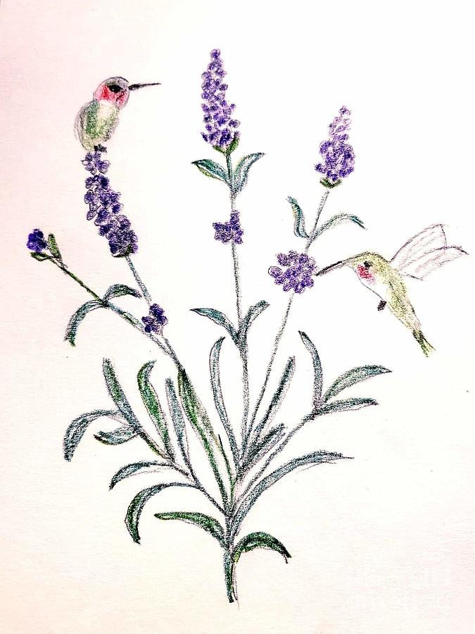 Hummingbird Joy #1 Drawing by Margaret Welsh Willowsilk