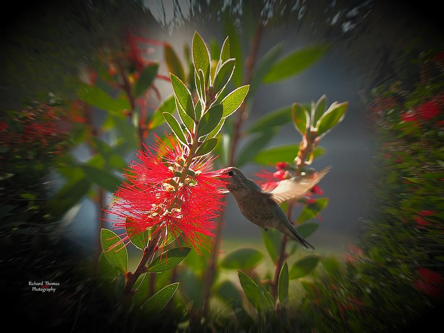 Hummingbird Joy #1 Photograph by Richard Thomas