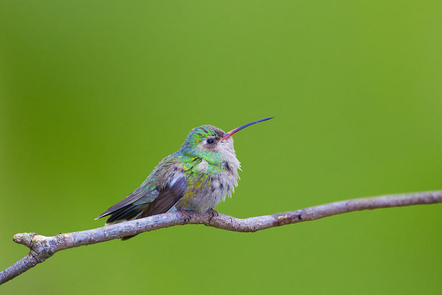 Hummingbird #1 Photograph by Lee Pettet