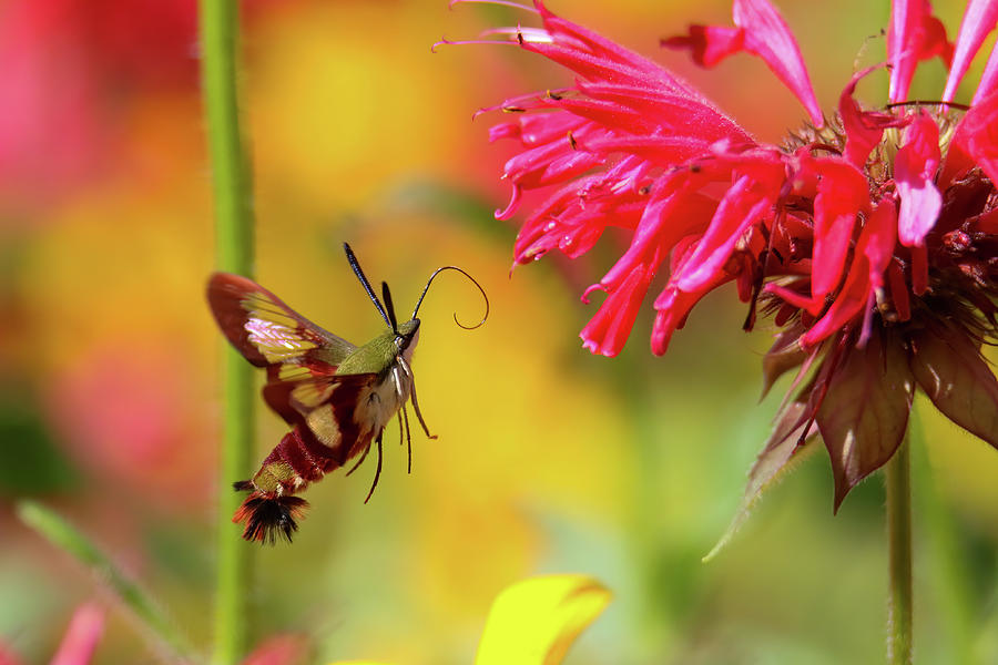 Hummingbird Moth #1 Photograph by Brook Burling