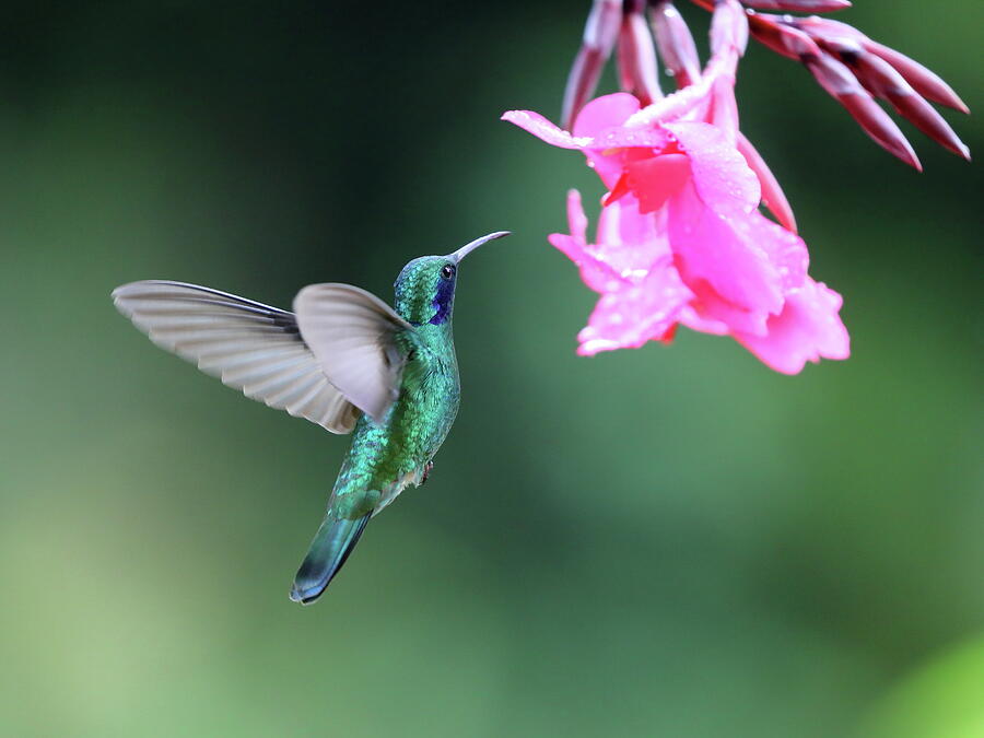 A Green Violet Ear Photograph By Alex Nikitsin - Fine Art America