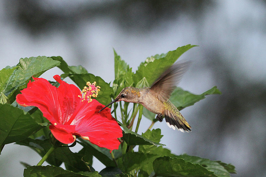 Hummingbird on Hibiscus #1 Photograph by Robert Camp