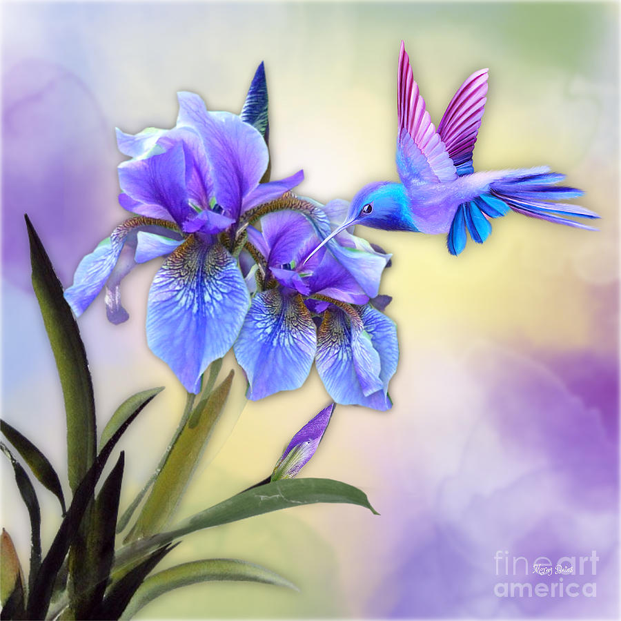 Hummingbird Mixed Media - Hummingbird on Iris #3 by Morag Bates