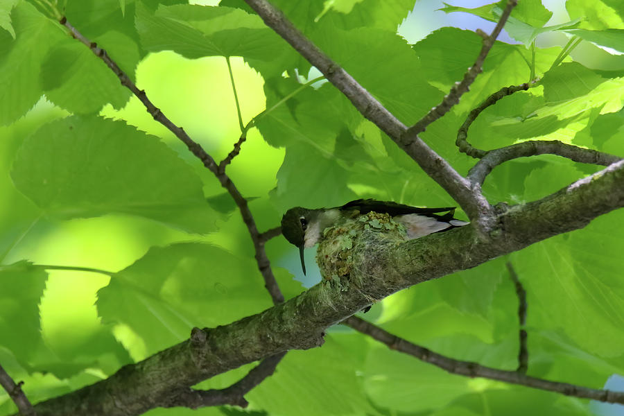 Hummingbird on Nest #1 Photograph by Brook Burling