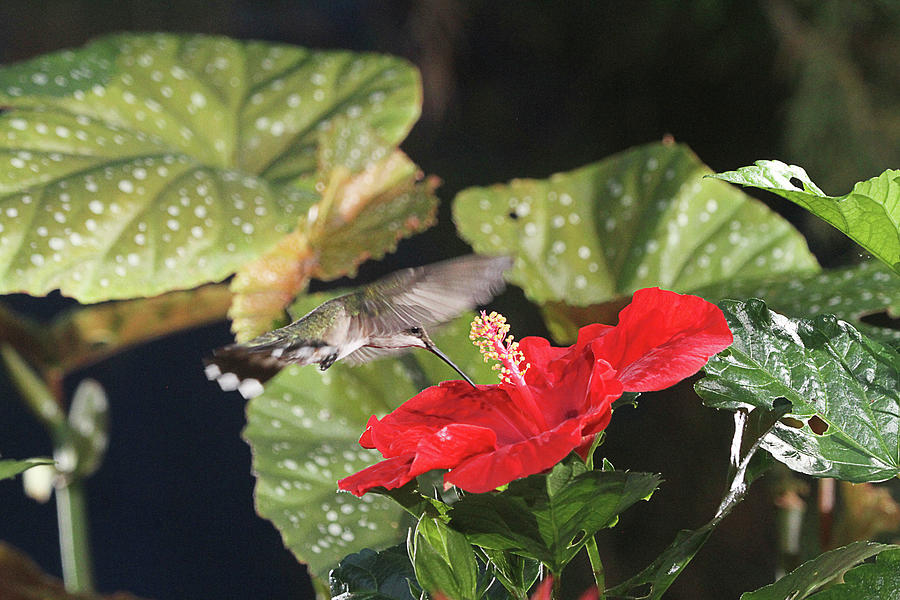 Hummingbird on Red Hibiscus #1 Photograph by Robert Camp