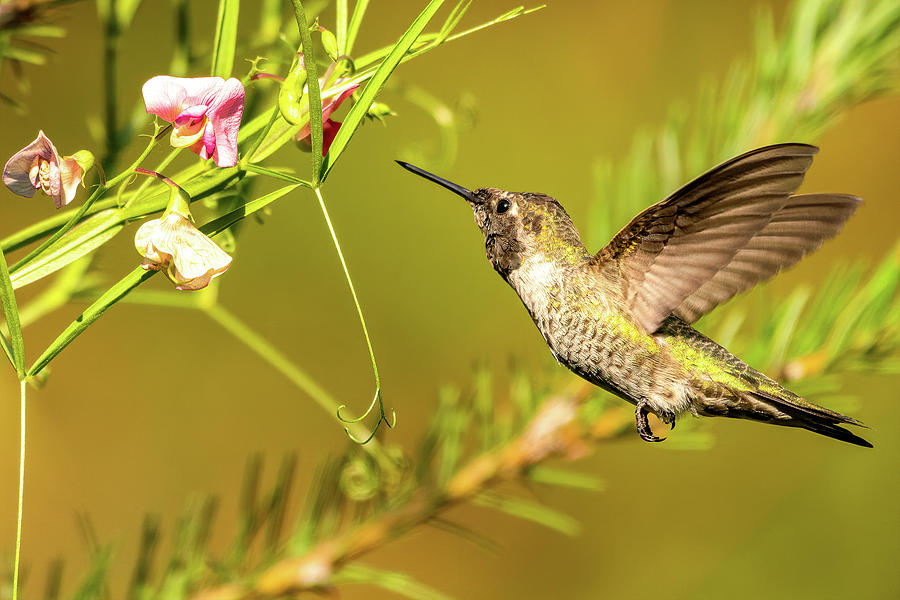 sweet pea hummingbird