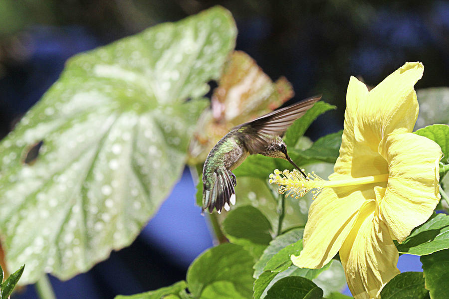 Hummingbird on Yellow Hibiscus #1 Photograph by Robert Camp