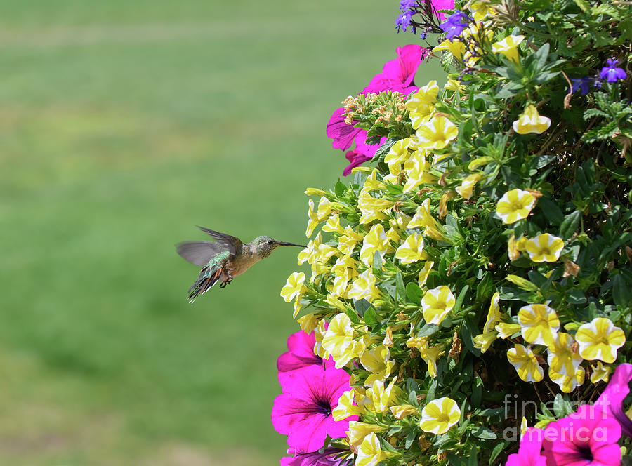 Hummingbird #1 Photograph by Patrick Nowotny