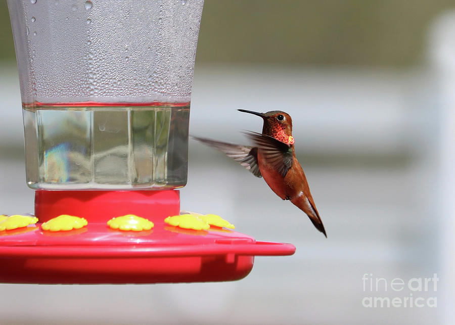 Hummingbird Pausing #1 Photograph by Carol Groenen