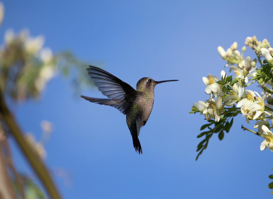 Hummingbird Photography - Colibri - Broad-billed Hummingbird #1 Photograph by Nedim Slijepcevic