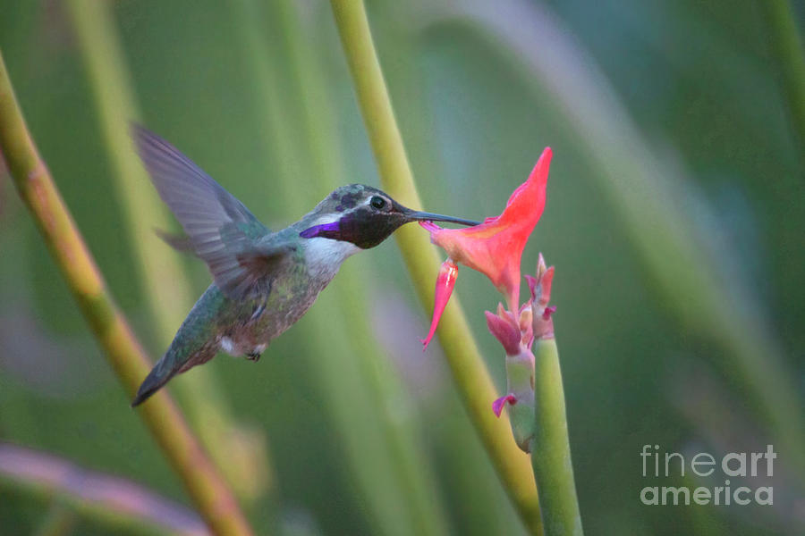 Hummingbird sipping nectar  #2 Photograph by Ruth Jolly