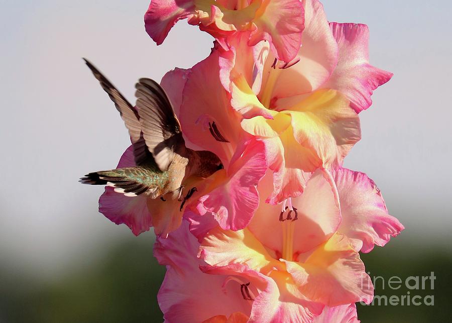 Hummingbird with Glorious Gladiolus #1 Photograph by Carol Groenen