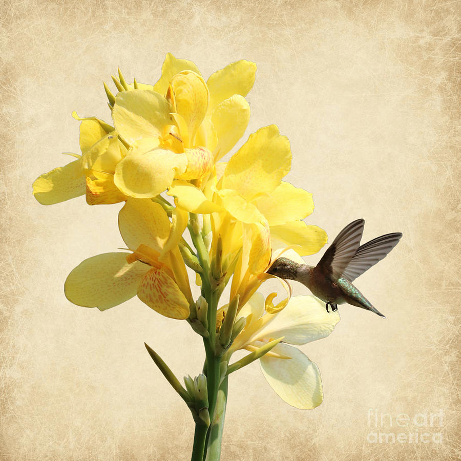 Hummingbird with Yellow Canna Lily Creative 4 Mixed Media by Carol Groenen