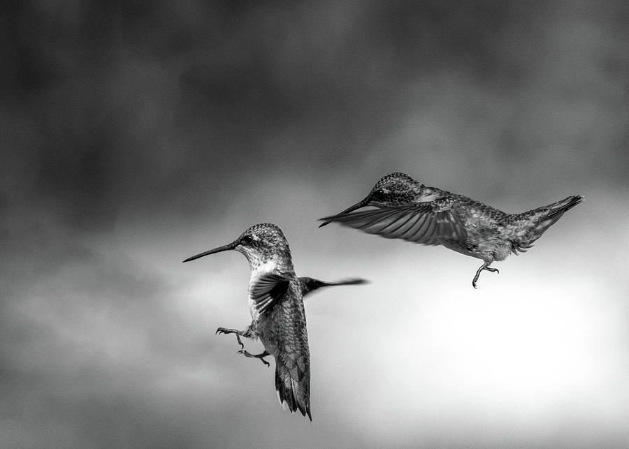 Hummingbirds #2 Photograph by Bob Orsillo
