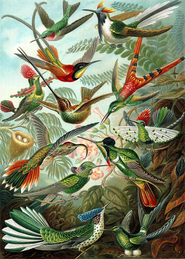 Hummingbirds #1 Painting by Ernst Haeckel