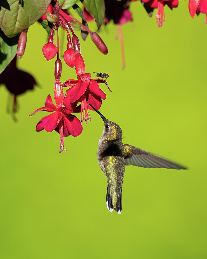 Hummingbirds #1 Photograph by Jeffrey PERKINS