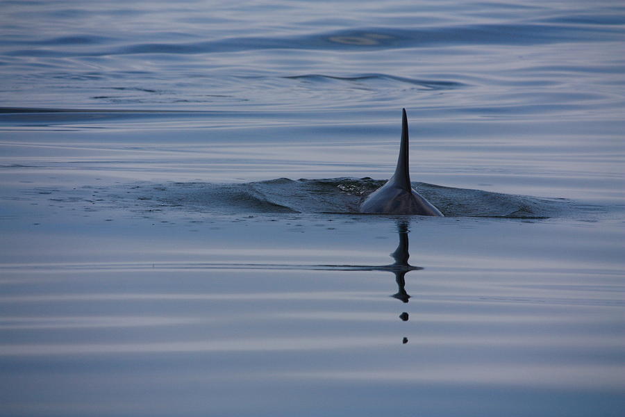 Hump Back Whale #1 Photograph by David Matthews